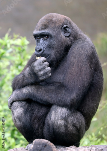 Portrait of a Western Lowland Gorilla (young male)