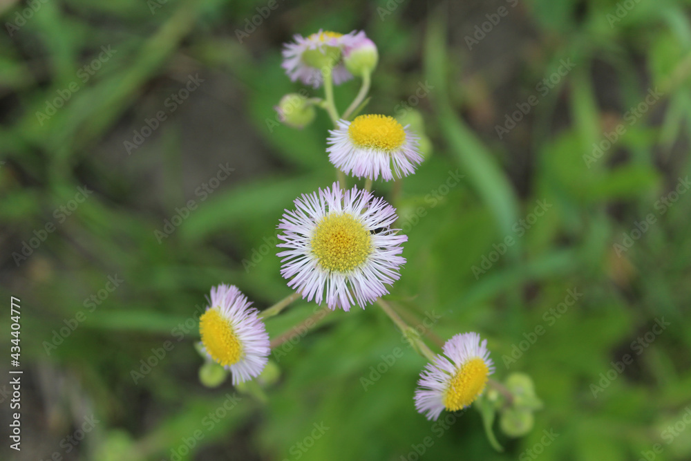 Daisy fleabane blooms in pink at Kloempken Prairie in Des Plaines, Illinois Daisy fleabane blooms in pink at Kloempken Prairie in Des Plaines, Illinois