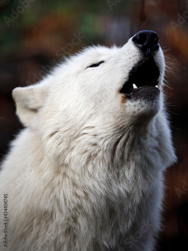 Howling Hudson Bay wolf  Canis lupus hudsonicus 
