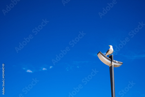 seagull perched on a lamppost, with a blue sky in the background