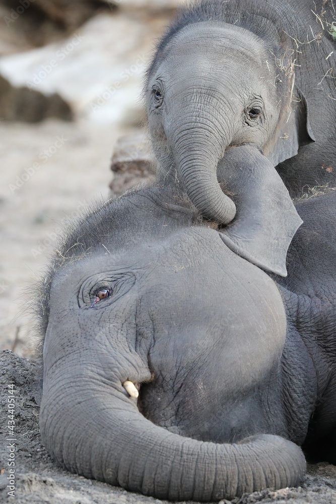 Fototapeta premium Young Asian elephants (Elephas maximus) playing with each other