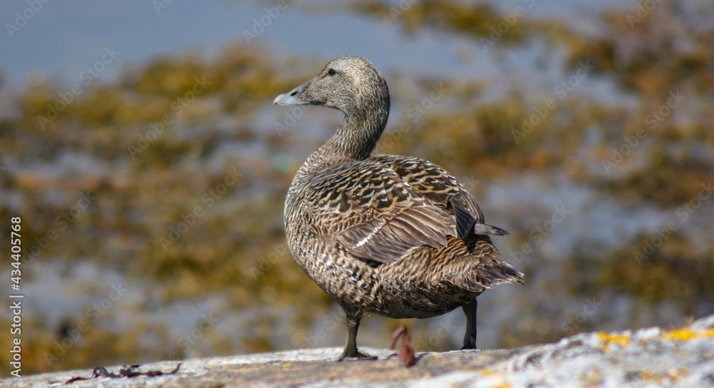 Eider (Somateria mollissima) is a large coastal surface-grazing seabird in the genus Somateria Eider (Somateria mollissima) is a large coastal surface-grazing seabird in the genus Somateria