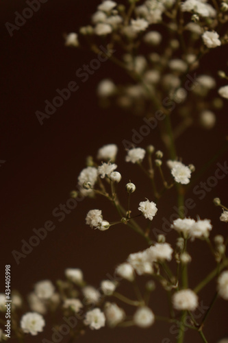 flowers on a branch