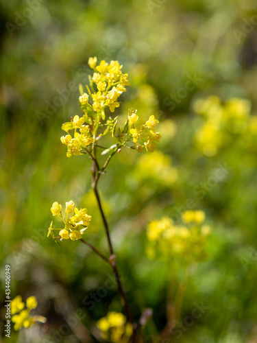 Macrophotographie de fleur sauvage - Biscutelle lunetière - Biscutella laevigata photo