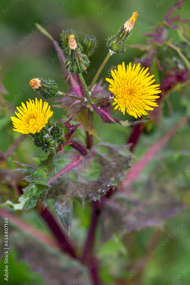 Macrophotographie de fleur sauvage - Laiteron épineux - Sonchus asper Macrophotographie de fleur sauvage - Laiteron épineux - Sonchus asper