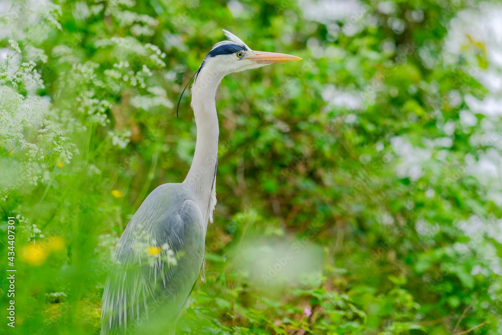Gros plan héron cendré dans la nature Gros plan héron cendré dans la nature