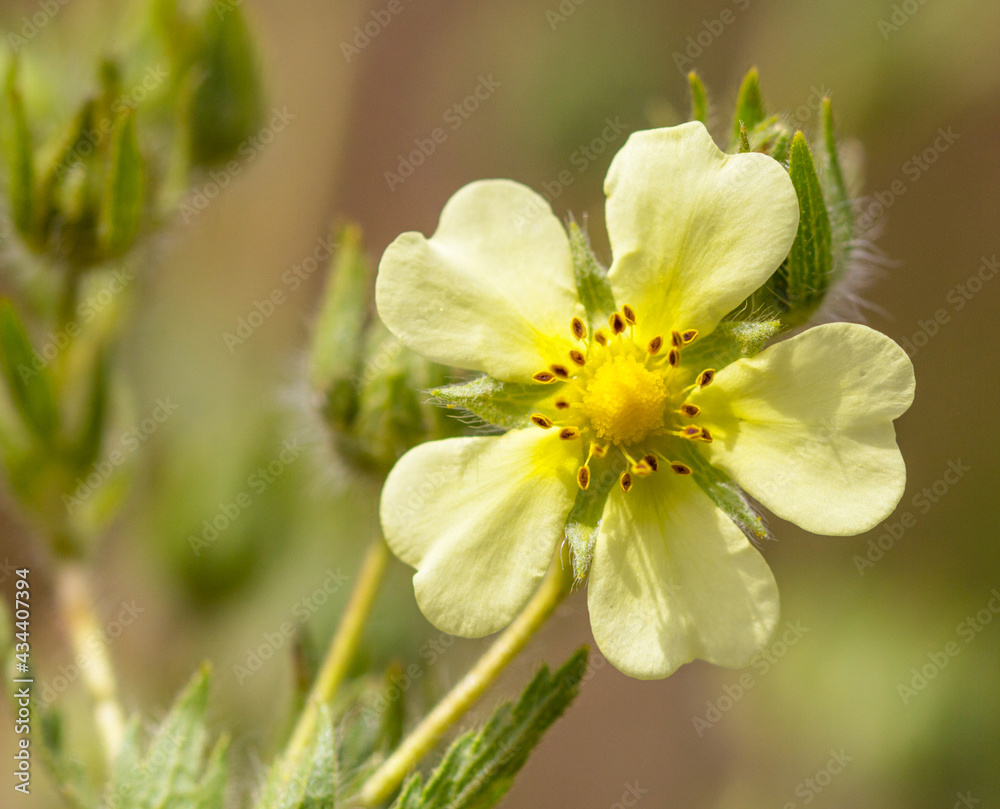 Macrophotographie de fleur sauvage - Potentille dressée - Potentilla recta Macrophotographie de fleur sauvage - Potentille dressée - Potentilla recta