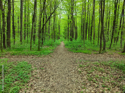 Crossroads of paths in the forest