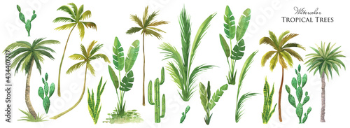 Watercolor tropical tree set. Green palm leaves, cactus plants, Succulents bush