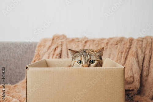 Fotografia, Obraz Domestic ginger cat in a cardboard box is playing the game hunter