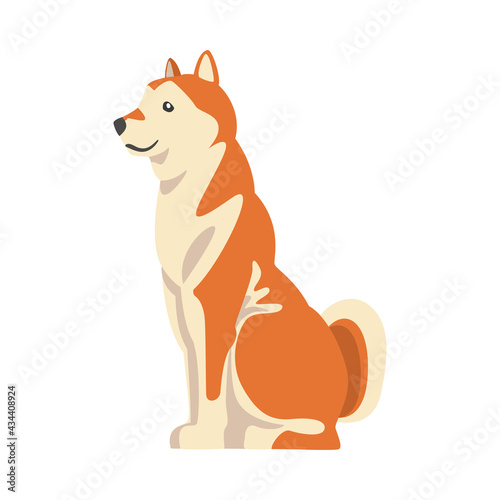 Shiba Inu as Japanese Breed of Hunting Dog with Prick Ears and Curled Tail in Sitting Pose Vector Illustration