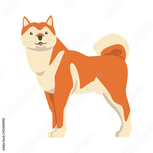 Shiba Inu as Japanese Breed of Hunting Dog with Prick Ears and Curled Tail in Standing Pose Vector Illustration