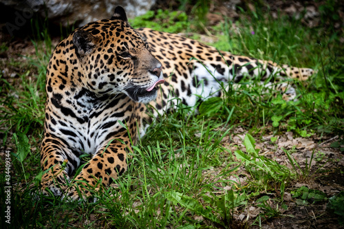 very close-up of the leopard, one of the fastest predators with its beautiful colors