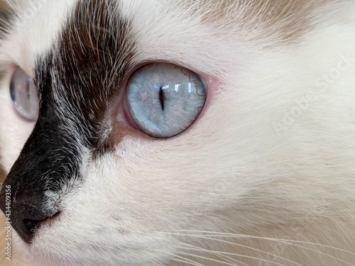 The head and muzzle of a white with black spots fluffy beautiful cat with blue eyes and long whiskers and ears, lying on the bed