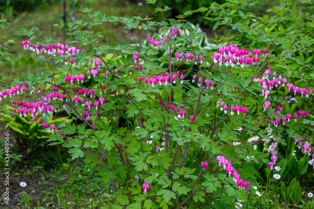 Close-up flowers of a bleeding heart Dicentra Spectabils