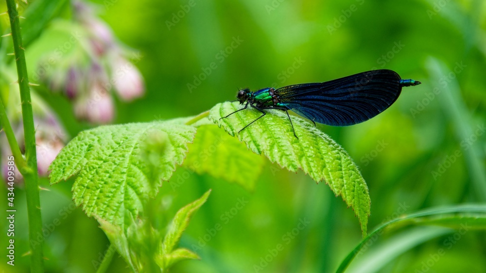Fototapeta premium libellule (demoiselle) posée sur une feuille verte