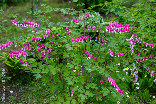 Close-up flowers of a bleeding heart Dicentra Spectabils