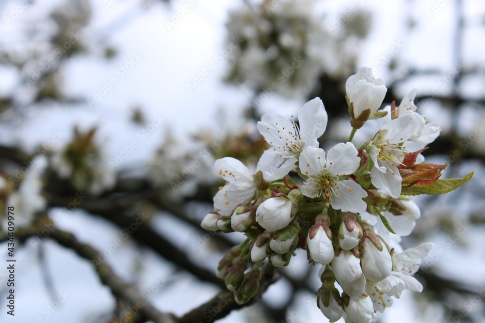 Flowers of cherry blossoms, there is a blue sky in the background. Flowers of cherry blossoms, there is a blue sky in the background.