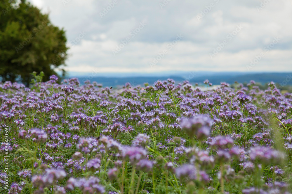 Lilac field of flowering phacelia. Lilac flowers in the countryside.