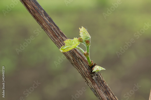 the vine blooms in spring