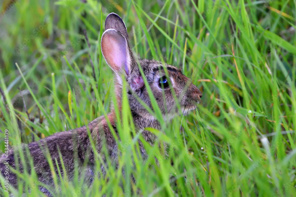 Fototapeta premium Close up of Rabbit in long grass