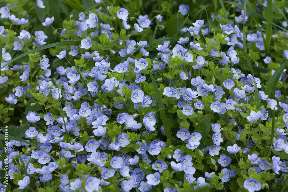 spring background of delicate blue small flowers of Veronica filiformis among green grass, selective soft focus, light blur spring background of delicate blue small flowers of Veronica filiformis among green grass, selective soft focus, light blur