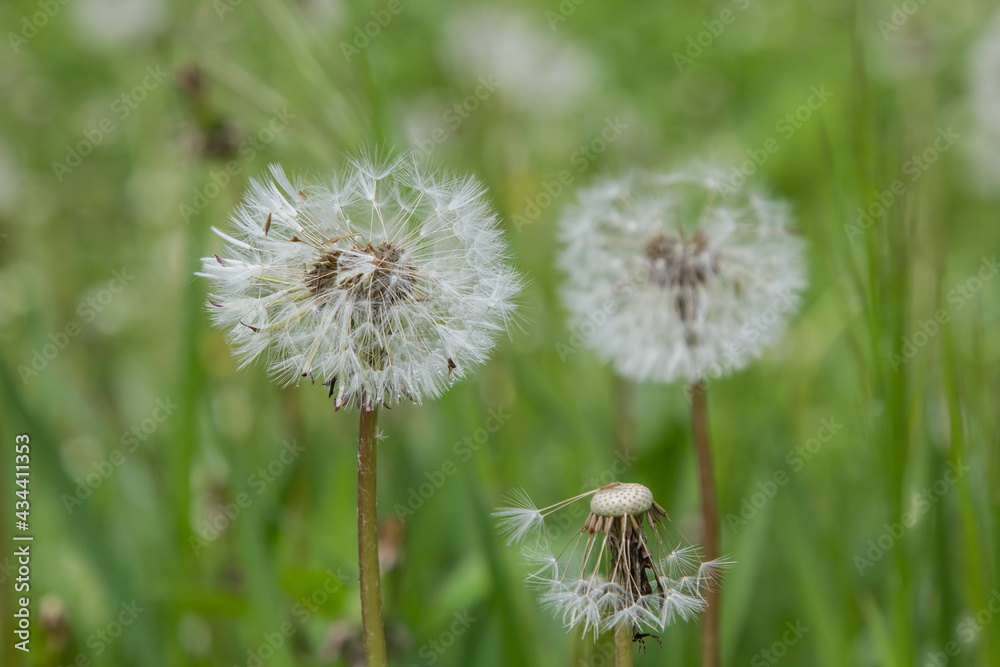 Fototapeta premium dandelion produces seeds in weeds