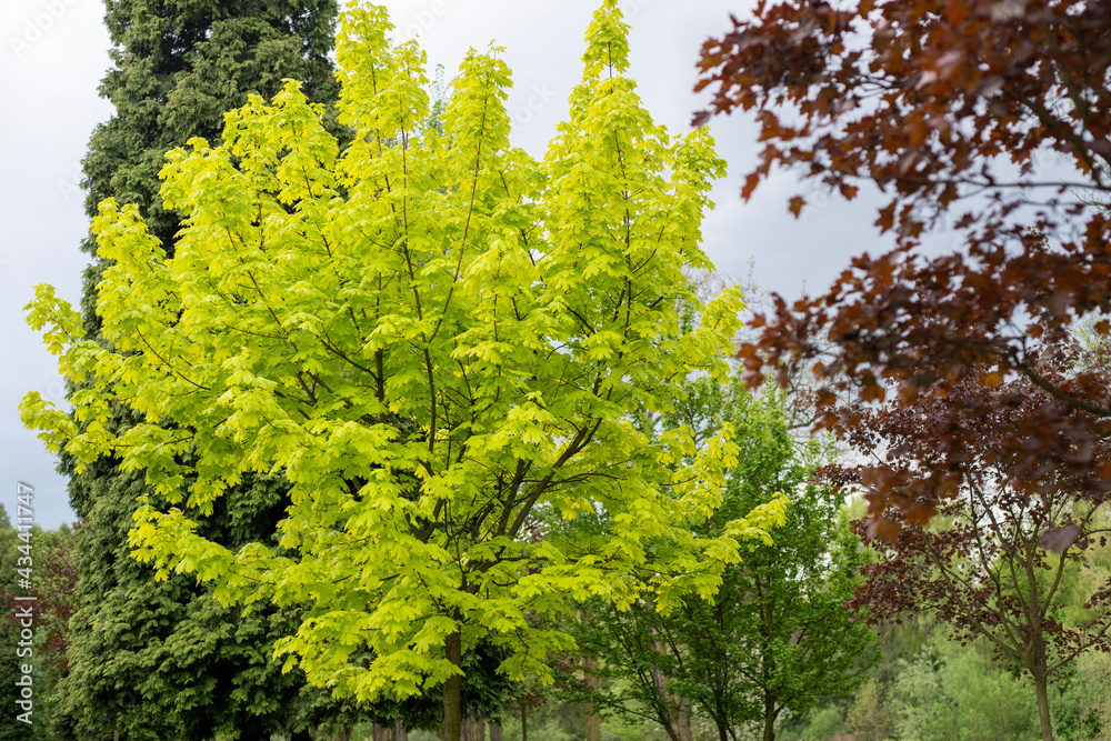 Fototapeta premium fresh spring leaves, spring bright green, nature