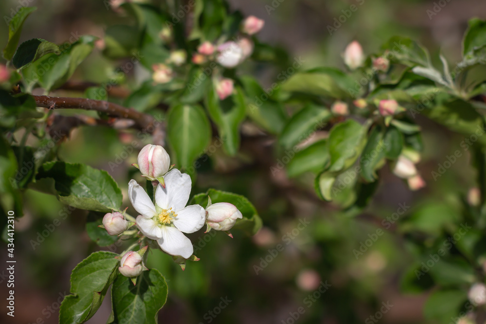 Apple tree blossom Apple tree blossom