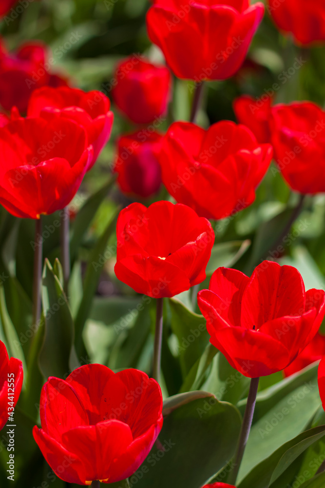 Background of red tulips. A beautiful tulip in a meadow. A flower bud in the spring in the sun. Flower bed. Tulip close-up. Red flower