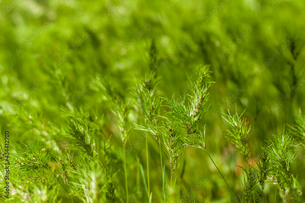 Natural green background of growing grass with selective focus. Green meadow. Fresh green grass background. Natural texture. Natural green background of growing grass with selective focus. Green meadow. Fresh green grass background. Natural texture.