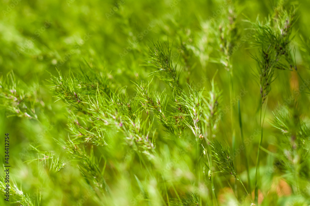 Natural green background of growing grass with selective focus. Green meadow. Fresh green grass background. Natural texture. Natural green background of growing grass with selective focus. Green meadow. Fresh green grass background. Natural texture.