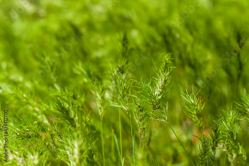 Natural green background of growing grass with selective focus. Green meadow. Fresh green grass background. Natural texture.