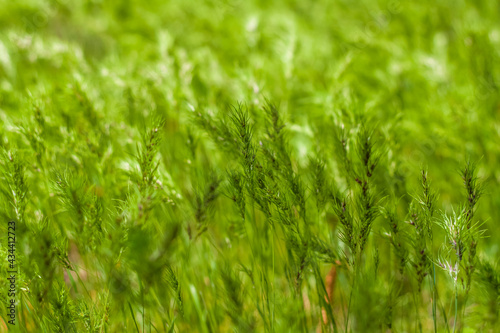 Natural green background of growing grass with selective focus. Green meadow. Fresh green grass background. Natural texture.