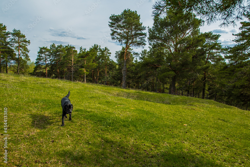 Black labrador on a grass background