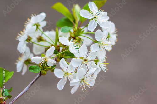 A twig with white flowers. Cherry tree flowers. Macro photography of colors. Selective focus.