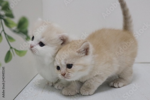 white kitten