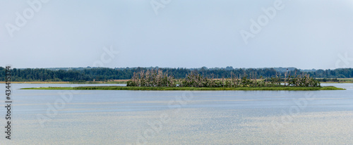 The great cormorant (Phalacrocorax carbo) colony