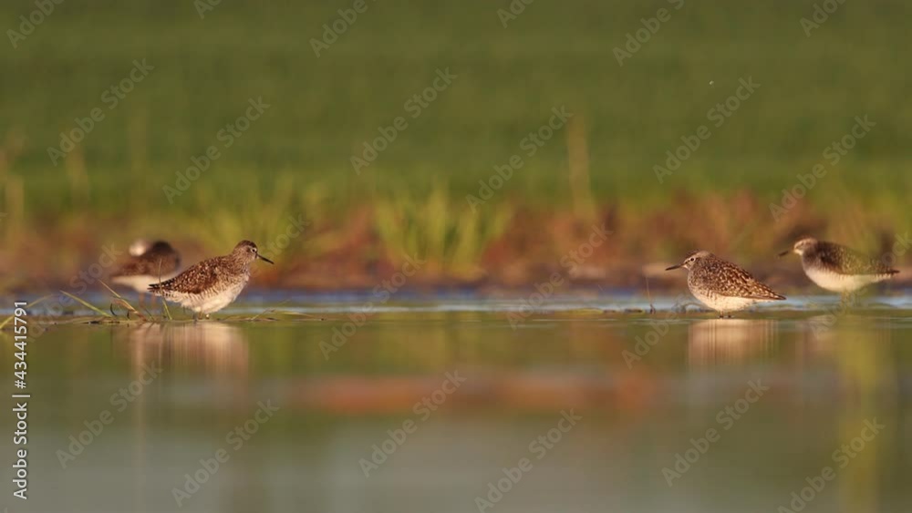 Wood sandpiper cleans feathers while standing in shallow water Wood sandpiper cleans feathers while standing in shallow water