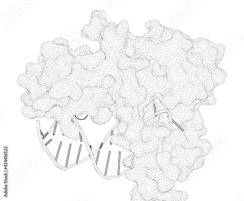 3D rendering as a line drawing of a molecule. Interplay of catalysis, fidelity, threading, and processivity in the exo- and endonucleolytic reactions of human exonuclease I. photo