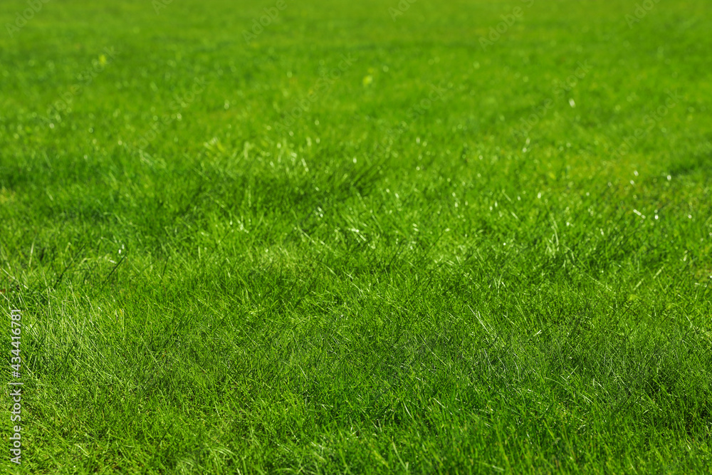 Fresh green grass as background, closeup view