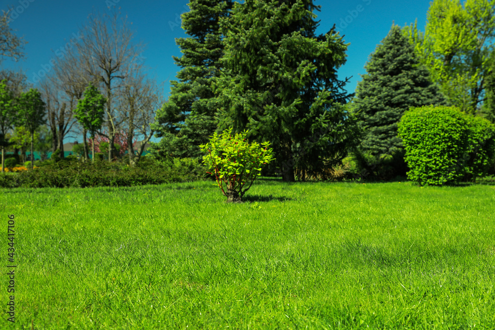 Beautiful view of landscape with fresh green grass and trees outdoors