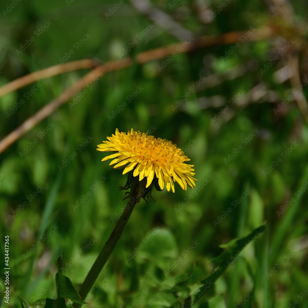 Close-up dandelion with yellow petals and stamens in sunlight against a blurred background of a green meadow. Close-up dandelion with yellow petals and stamens in sunlight against a blurred background of a green meadow.