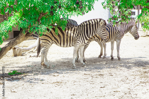 Fototapeta Naklejka Na Ścianę i Meble -  Zoo yard with zebras . Striped Wild Animals