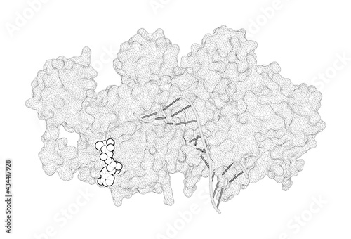 3D rendering as a line drawing of a molecule. Identification of fidelity-governing factors in human recombinases DMC1 and RAD51 from cryo-EM structures.