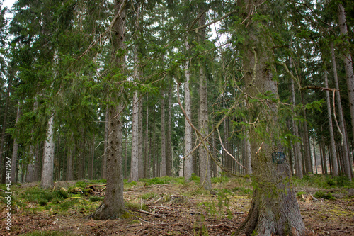 Photo d arbre et de la nature prise en haute fagnes