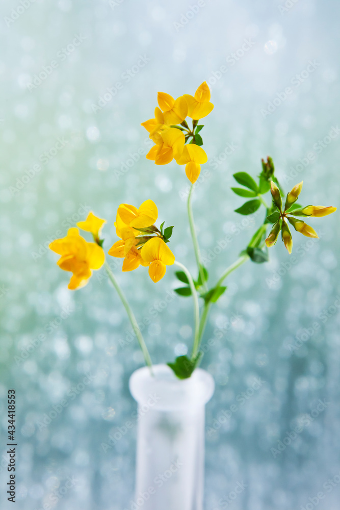 Yellow trefoil in a vase in front of a window with rain drops