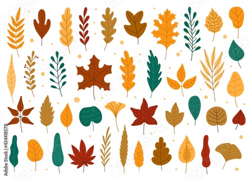 Autumn leaves. Oak, maple, elm dry fallen leaf. Hand drawn fall forest yellow or red foliage. Dried plant leaves, autumnal falling leaf vector set, Seasonal herbarium, tree branches