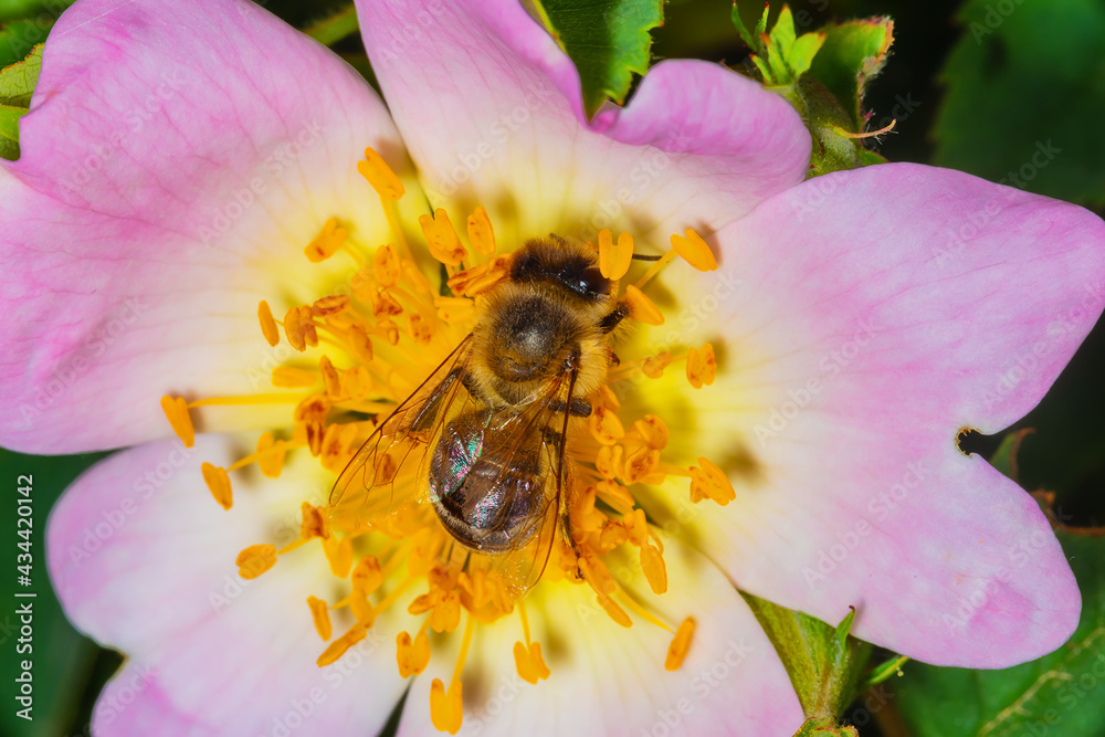 Bee pollinating in a or dog-rose flowers in spring Bee pollinating in a or dog-rose flowers in spring