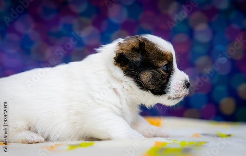 A cute jack russell terrier puppy  photo with blurry background